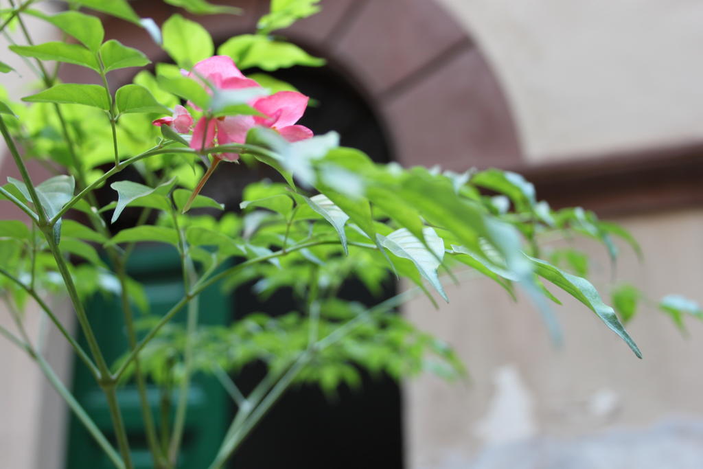 Abaco Bed & Breakfast โรม ภายนอก รูปภาพ